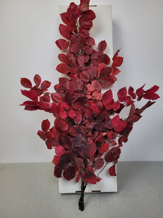 GESTABILISEERD BEUK CERISE